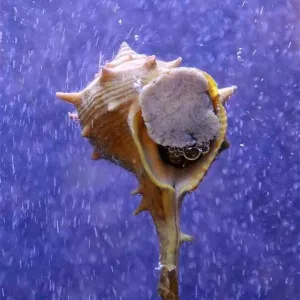 古代紫色为什么珍贵？
