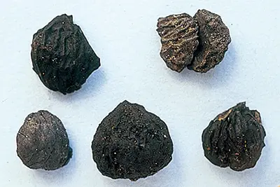 关于绳文时代-日本