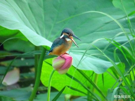 中国服饰配饰：天翠的残酷与美丽
