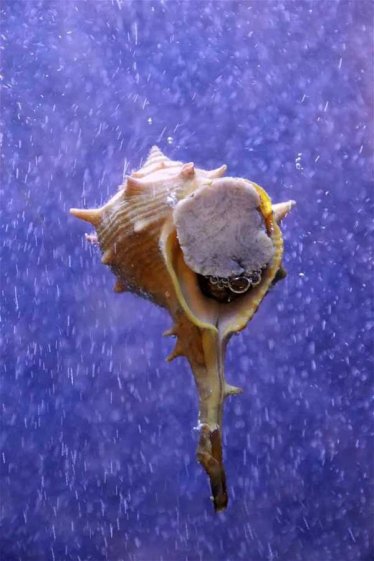 古代紫色为什么珍贵？